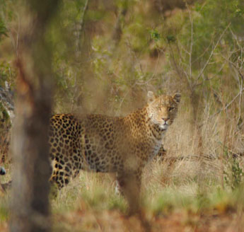 Leopard Sighting