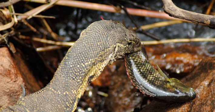 Water Monitor catches Fish