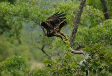 Eagle arrivals