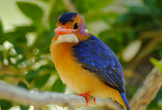 New birds arrivals