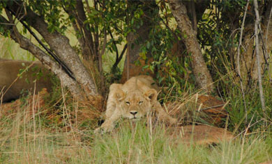 Lion cub sleeping