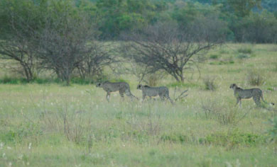three cheetahs