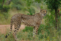 Mother cheetah
