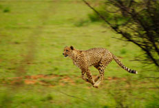 Cheetah on the hunt